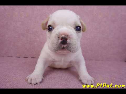 03/21奶白色法國鬥牛公幼犬2號(基隆仁愛)