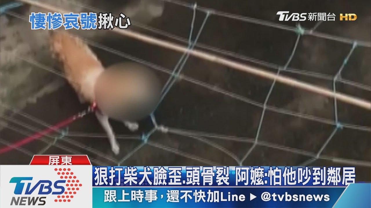 狠打柴犬臉歪、頭骨裂 阿嬤:怕他吵到鄰居