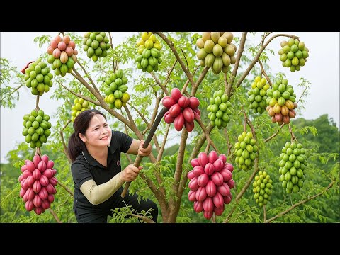 Harvesting Unique Ambarella To Sell & Making Traditional Pig Ear Salad | Authentic Village Recipe