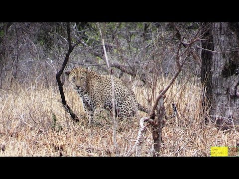Watch Leopard Bury Poop Just Like House Cat