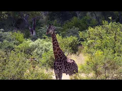 Djuma: Lone Giraffe - 12:45 - 03/09/20
