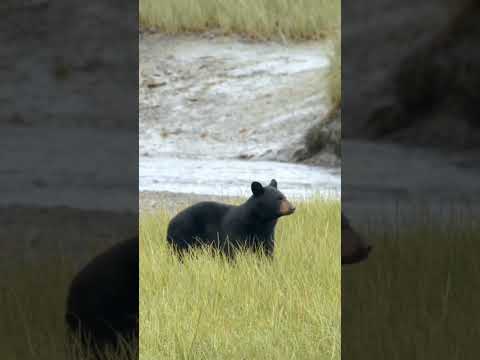 Amazing Scene of Wild Animals In 4K - Scenic Relaxation Film - Part 2 #shortviralvideo