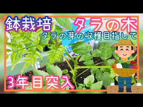 タラの育て方について詳しく解説