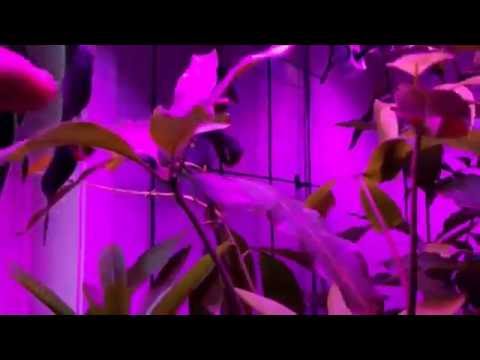 Zimmerjungle und Überwinterung der Exoten / ende September 2016