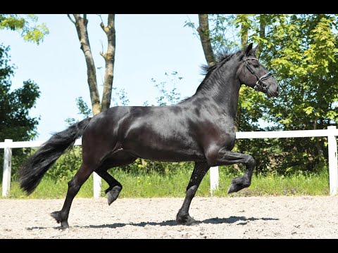 Stal Okkema's Flicka - Jehannes x Time - Star mare - 2017 - 1.64 - In foal of Ulbran 502