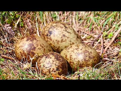 A Curlew Calls