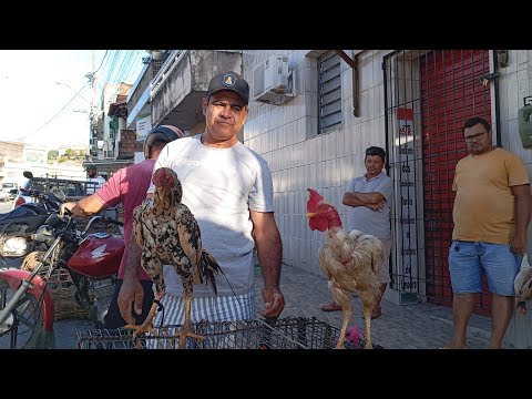 NA FEIRA DAS GALINHAS CAIPIRA LIMOEIRO PERNAMBUCO # VOCÊ GOSTOU DO PREÇO # (11 DE MARÇO 2026)