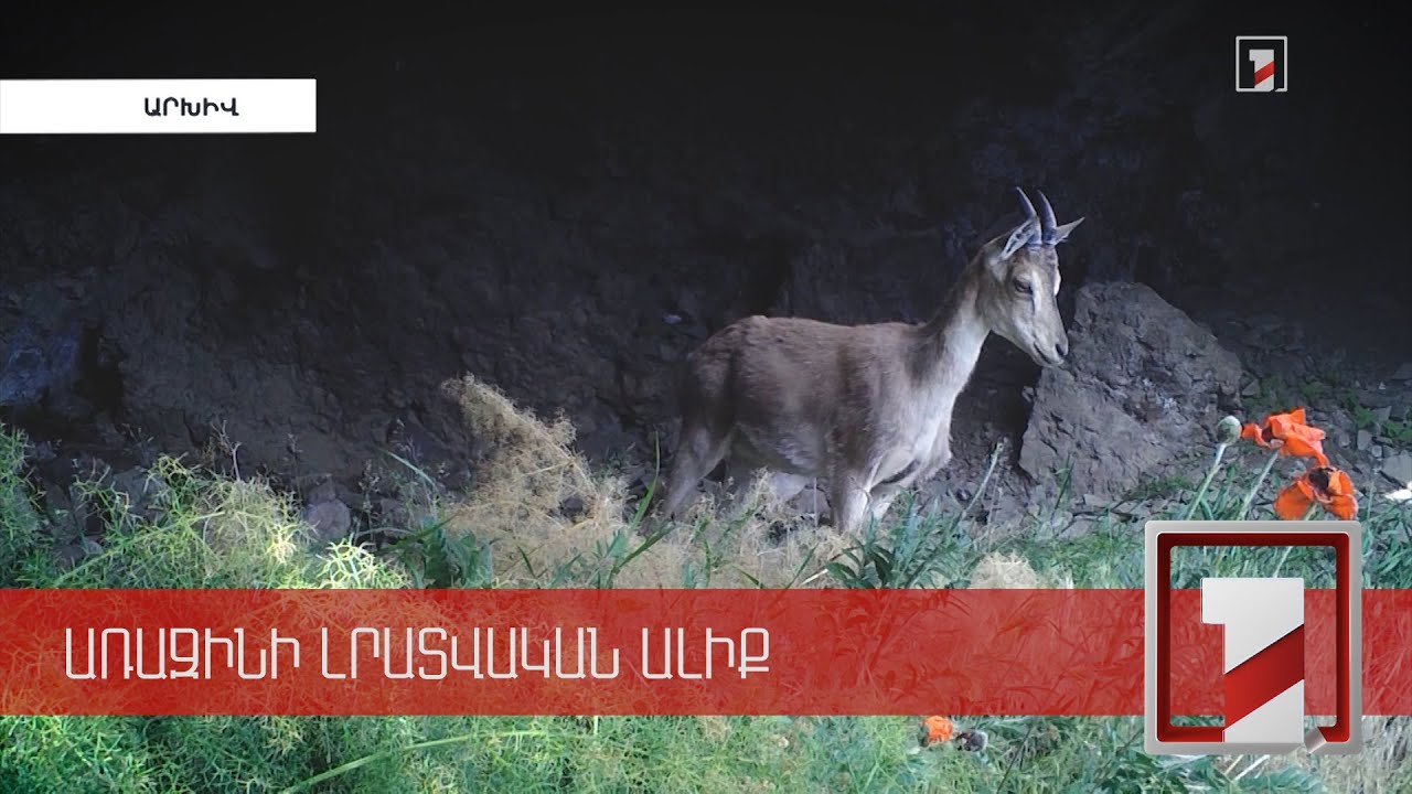 Անտառտնտեսության նախկին տնօրենը չի ընդունում բեզոարյան այծի որսի, 20 մլն հափշտակության մեղադրանքները