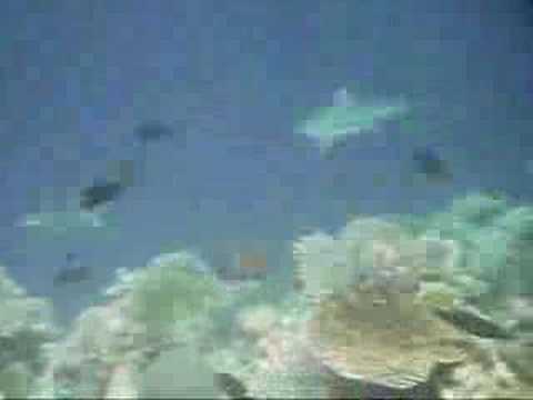 Schwarzspitzenriffhaie, Kurumathi - Rasdhoo Atoll (Ross Atoll),Malediven