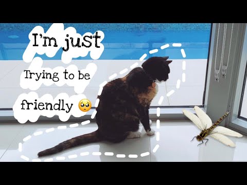 Do Cats Eat Bugs? (You Won’t Like the Answer)