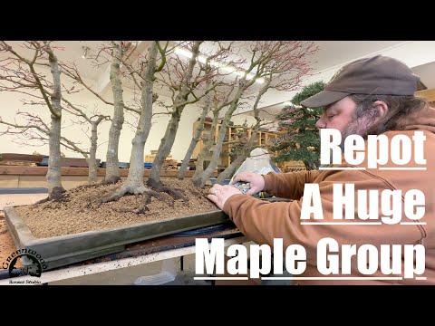 Repotting A Katsura Maple Forest!! - Greenwood Bonsai