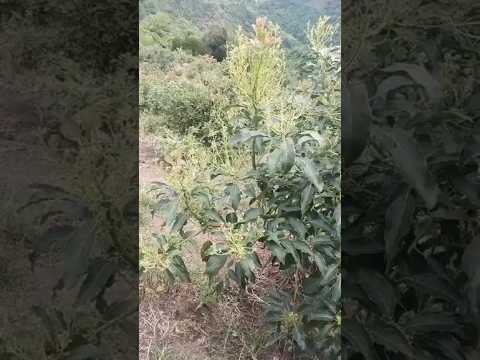 [FINCA]Venta Finca Génova Quindio - Colombia. COD: 8035924