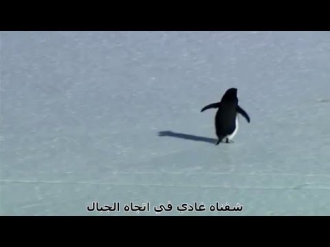 البطريق العدمي - nihilist penguin
