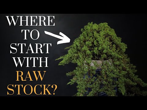 How To Work With Raw Bonsai Nursery Stock