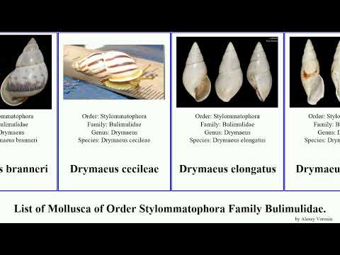 List of Mollusca of Order Stylommatophora Family Bulimulidae. drymaeus bulimulus naesiotus liguus