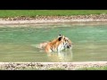 20100208 223405 Wmv