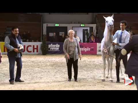 2nd Place N.83 AL HAMBRA´S ROYAL - Wels 2015 - National Sr Stallions Championship (Class 18)