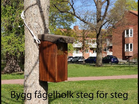 Bygg fågelholk steg för steg