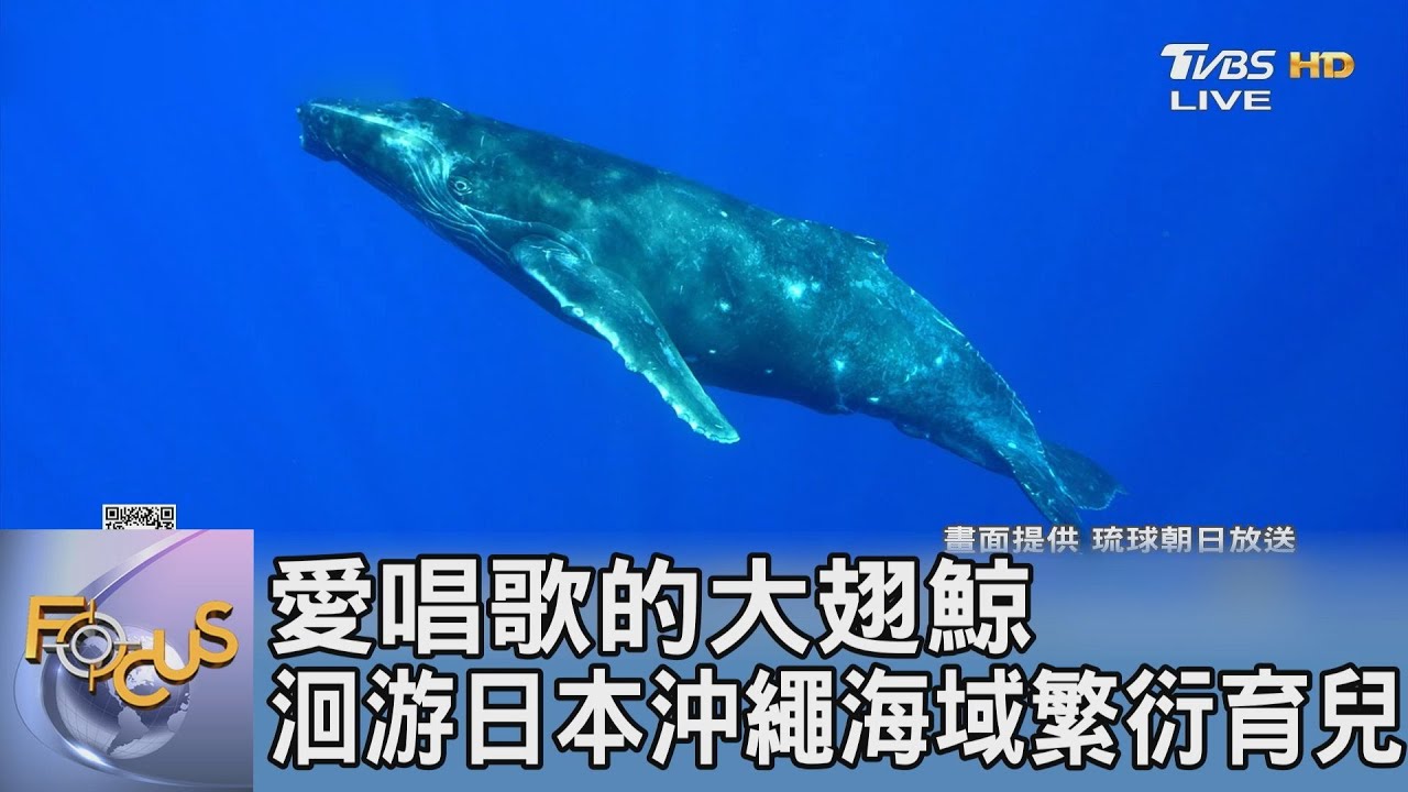 愛唱歌的大翅鯨 洄游日本沖繩海域繁衍育兒