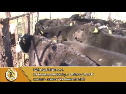 07-06-18 Venta de Machos - Wallace Hnos S.A. - Cacharí.