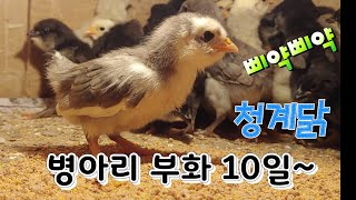 바로 부화한 청계병아리에서 부화 10일째는 날아 다닌다