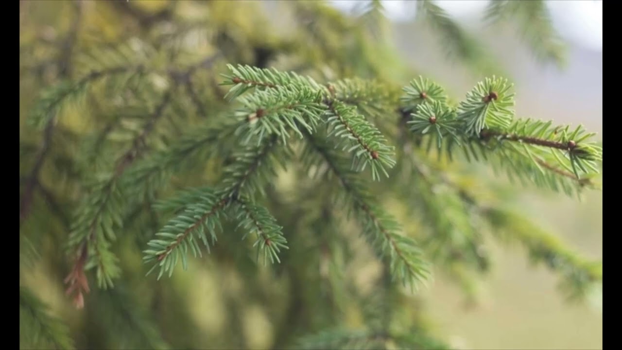 Spruce Needle Bacteria Aid in Gold Nanoparticle Formation