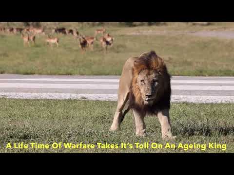 ⚡️Farewell Tinyo Legendary Birmingham Male Lions