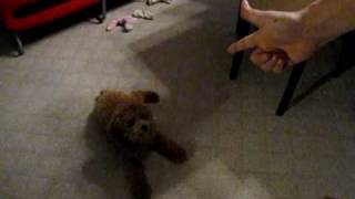 bb our cute brown poodle does hands-up and play dead trick