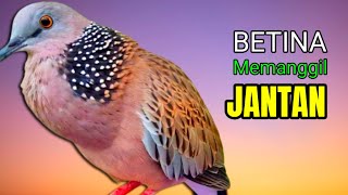Download lagu Suara Tekukur Betina Memanggil Jantan Paling Cocok Untuk Pancingan. mp3