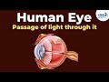 Human Eye - Passage of light through it | Don't Memorise