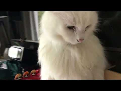 My cat (doing Voice revele at 10 subs)