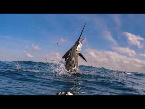 TOP 3 LARGEST SWORDFISH Ever Caught! 1,182-Pound WORLD RECORD (IGFA Certified Catches) #fishing