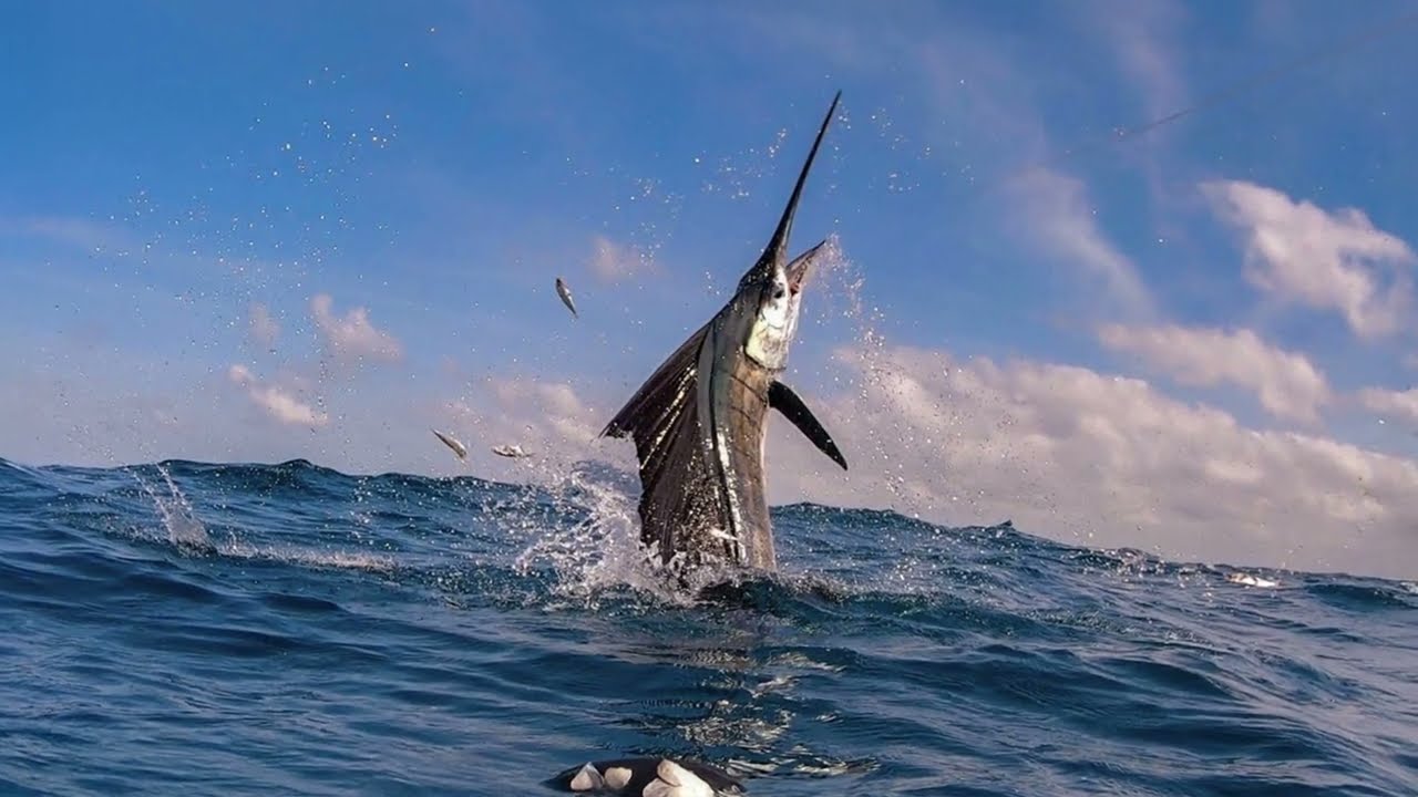 TOP 3 LARGEST SWORDFISH Ever Caught! 1,182-Pound WORLD RECORD (IGFA Certified Catches) #fishing
