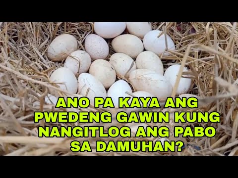ITO ANG GAWIN PAG-NANGITLOG ANG PABO SA DAMUHAN