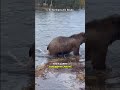 Bear Infected With Tapeworm