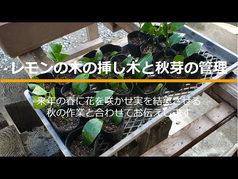 レモンの木の挿し木を4つの簡単なステップで行うには?掛け算に最適な時期はいつですか?  庭園