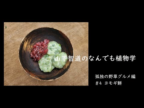 本物のよもぎ 植物