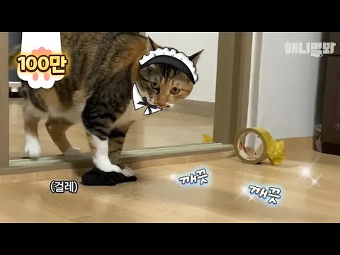 Cat-Terella-Mops, zum ihrer eigenen Haare zu säubern