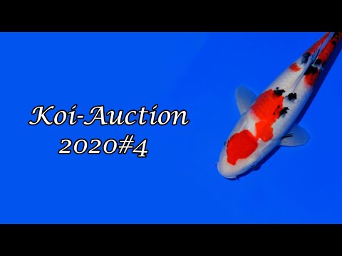 Koi-Auction 2020#4