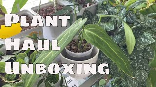 US Affordable Rare Plant Seller - House Plant Haul Unboxing  PLANTS TOP  Anthurium Hoya Philodendron