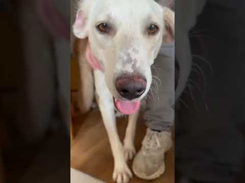 Rocky die Knutschkugel