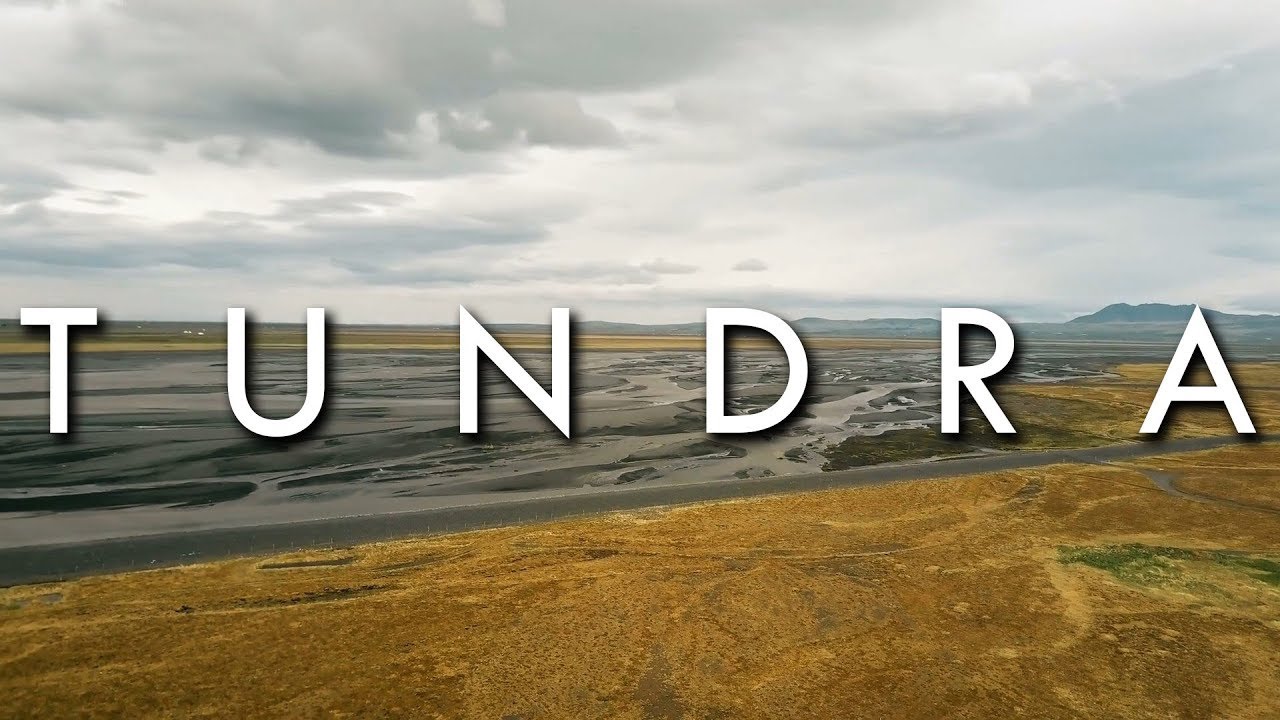 YouTube video explaining Arctic tundra flora and fauna