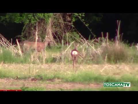 2019-11-08 PISTOIA - DOMENICA CHIUSA A11 PER CATTURARE CAPRIOLI