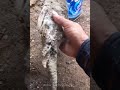 Kelebihan Ikan Sapu Sapu Ketika Tak Ada Air Bisa Berhibernasi