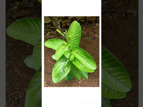 Guava benefits #healthy #food #natural #fruit #guava