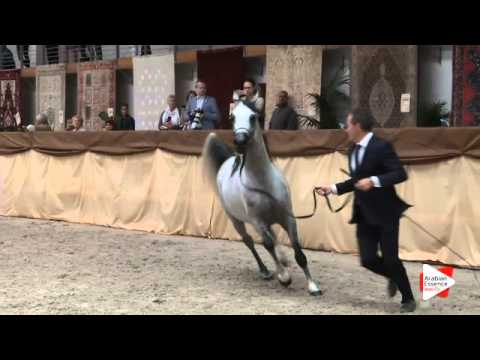 N 65 PEACE FROM DESERT   Prague Intercup 2015   Stallions 4 6 years old Class 10