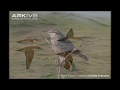A Z Animals Request By Stelios Papas Part 4