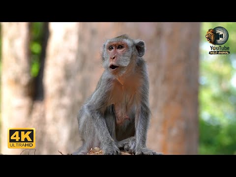 JADE Called Her Youngest Daughter JAVOR Home | Full Documentary