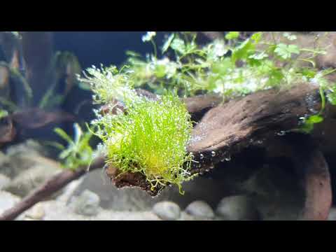 DiY Biotope Aquarium // Aquascape