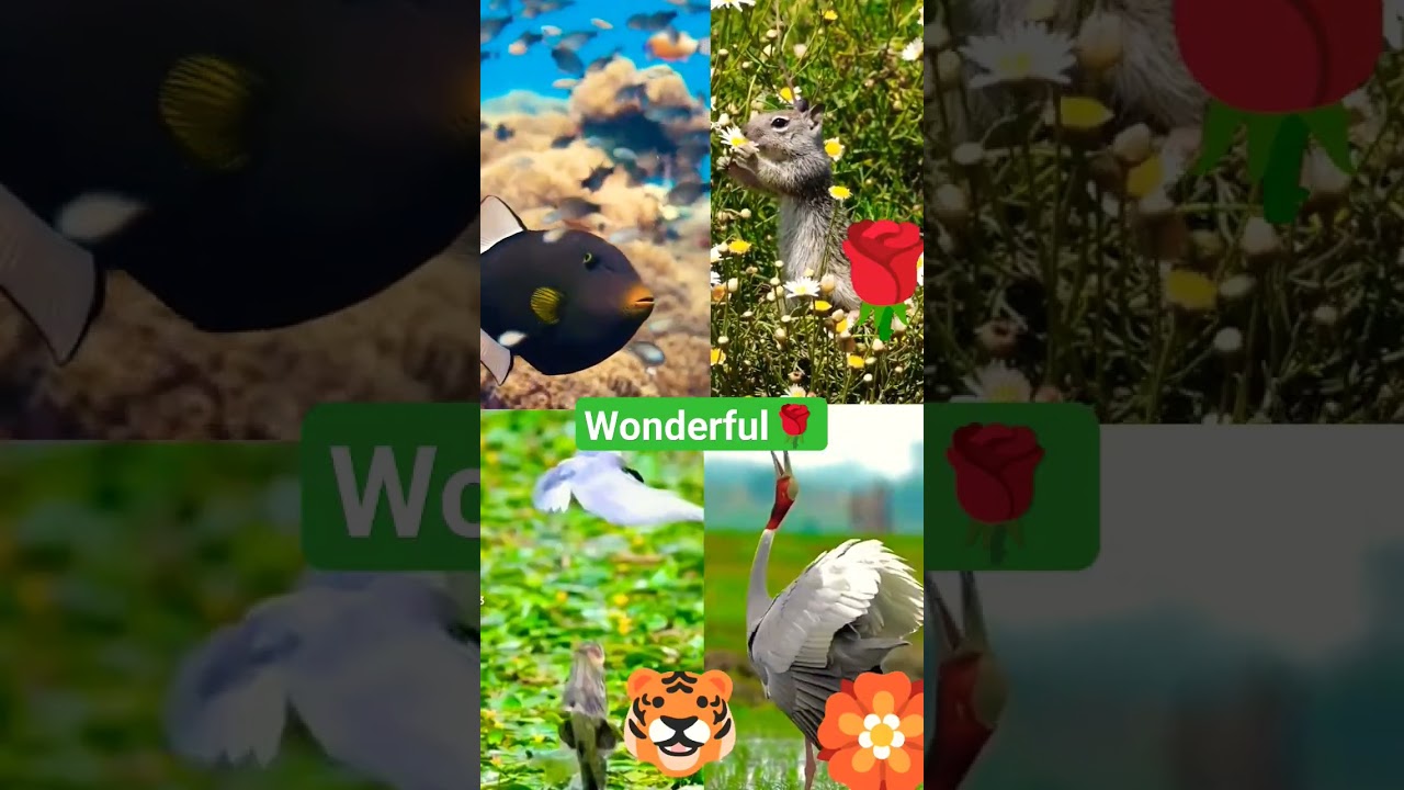 #Wonderful,,,,,🌹🌹🌹🌹🏵️🏵️🏵️🏵️